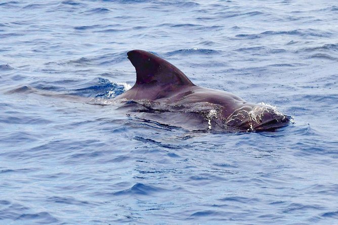 Private Premium Whale and Dolphin Safari St Lucia - Tour Overview and Experience