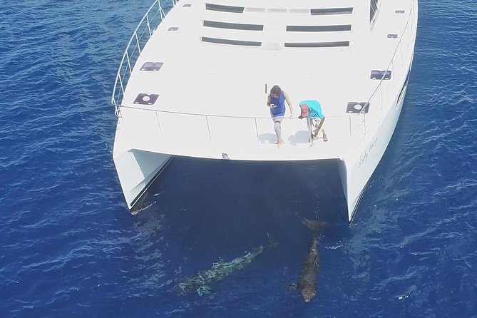 Private Premium Whale and Dolphin Safari St Lucia - Customer Reviews and Feedback