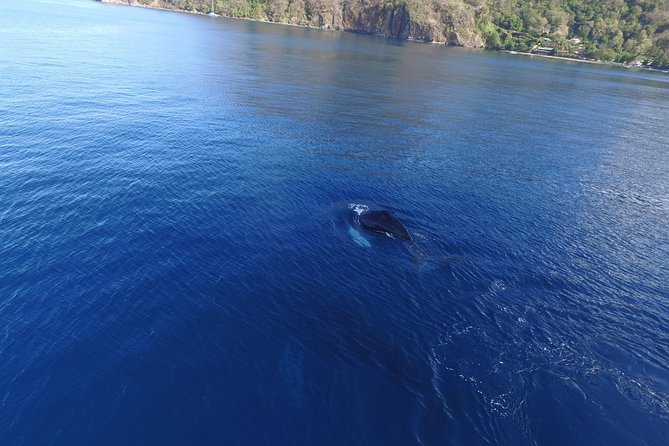 Private Premium Whale and Dolphin Safari St Lucia - Crew Hospitality and Entertainment