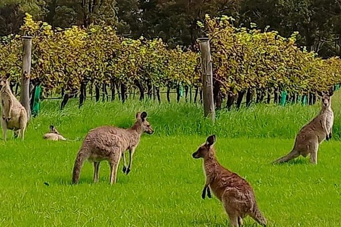 PRIVATE PREMIUM Wine Tour for Your Group - Accessibility and Restrictions