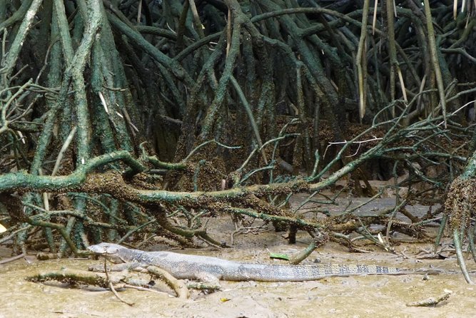 Private Proboscis Monkey & Water Village Tour - Endangered Proboscis Monkeys