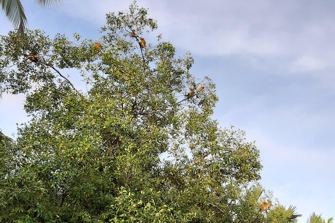 Private Proboscis Monkey & Water Village Tour - Highlights of the Tour
