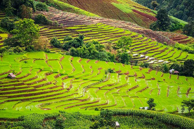 Private Program Discovery Chiang Mai - Half/Full Day / Night Tour - Accessibility and Reviews