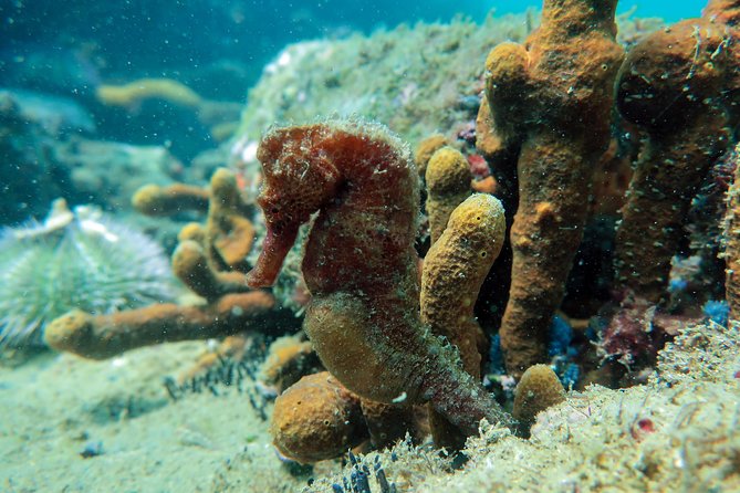 Private Program for Accredited Diver in Búzios - Photography Program
