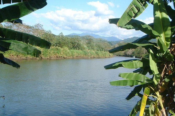 Private Puntarenas Shore Excursion: Tarcoles River Boat Tour at the Jungle - Encountering Wildlife in the Jungle