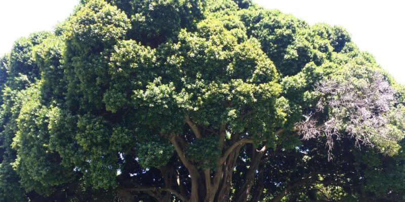 Private Quad Biking & Kirstenbosch Botanical Garden Day Tour - Itinerary Highlights