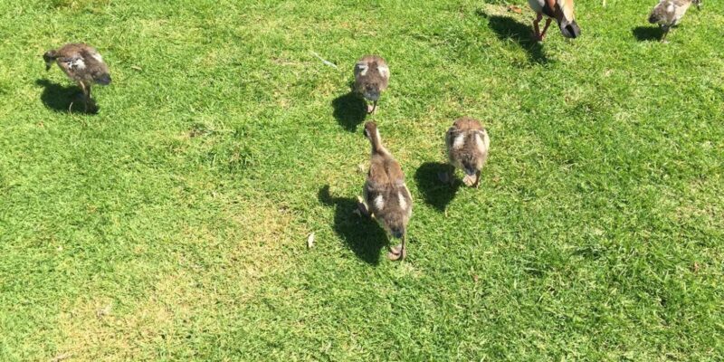 Private Quad Biking & Kirstenbosch Botanical Garden Day Tour - Ostrich Farm Exploration