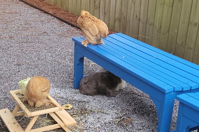 Private Rabbit and Chicken Petting Experience in Navarre - A Delightful Encounter with Small Exotic Animals in Navarre
