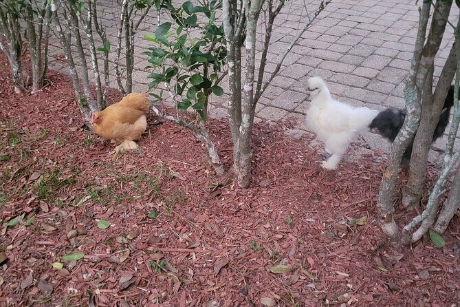 Private Rabbit and Chicken Petting Experience in Navarre - Exploring the Experience in Detail