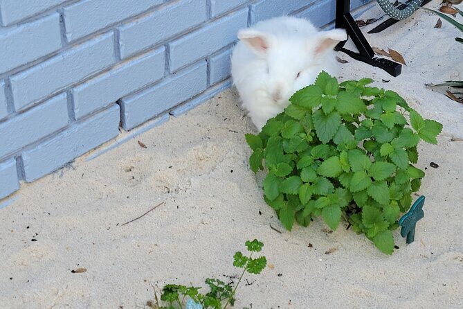 Private Rabbit and Chicken Petting Experience in Navarre - Final Thoughts: Who Will Love This?