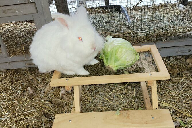 Private Rabbit and Chicken Petting Experience in Navarre - The Sum Up