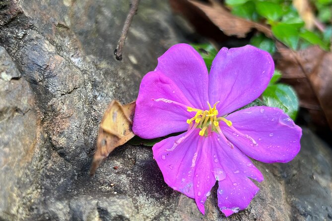 Private Rainforest Hike to Hidden Waterfall Tour With Transport - Positive Feedback