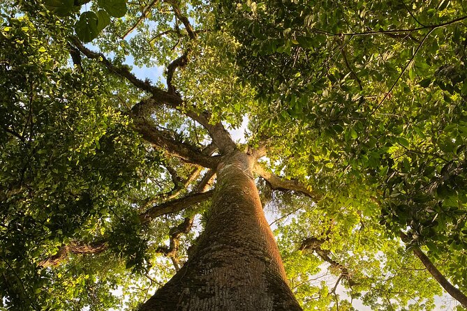 Private Rainforest Walk Through the Guanacaste National Park - Discovering Animal Diversity