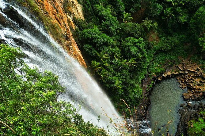 Private Rainforest & Wildlife Tour - Build Your Own Experience - Exploring the Gold Coast Rainforest: What Makes This Tour Special