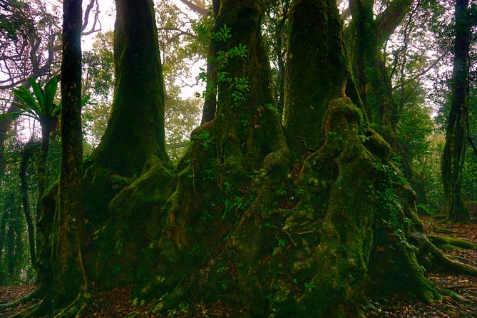 Private Rainforest & Wildlife Tour - Build Your Own Experience - Pickup Information