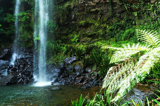 Private Rainforest & Wildlife Tour - Build Your Own Experience - Accessibility and Participation