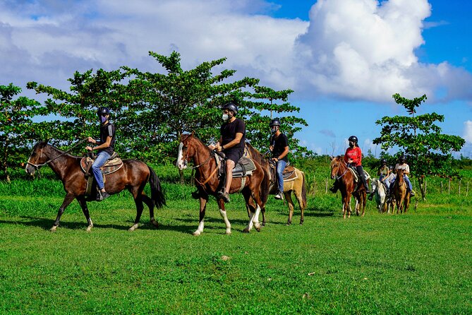 Private Ranch Horseback Tour in Carolina, Puerto Rico - Paso Fino Horse History