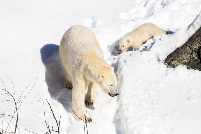 Private Ranua Zoo Tour - Transportation Details