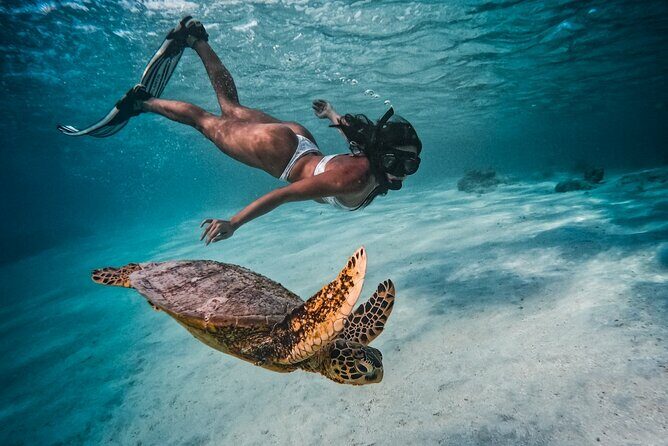 Private Rarotonga Turtle Tour - An Authentic Rarotongan Snorkeling Experience