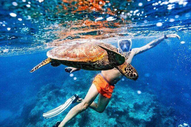 Private Rarotonga Turtle Tour - Pricing and Value