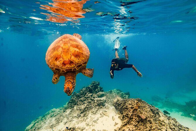 Private Rarotonga Turtle Tour - Practical Details and Tips