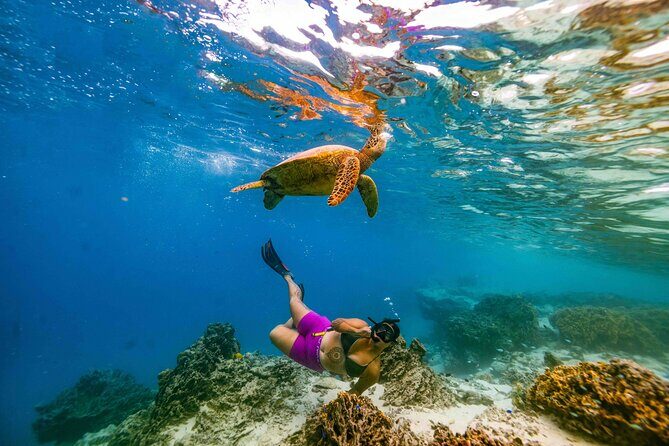Private Rarotonga Turtle Tour - The Sum Up