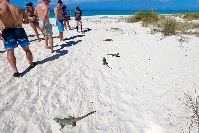 Private Reef, Beach and Sandbar Tour From Providenciales - Tour Overview