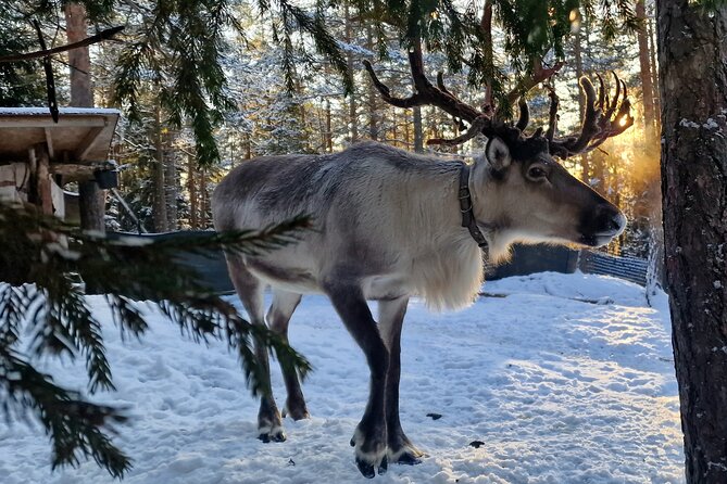 PRIVATE Reindeer Park Adventure by VIP Car - Good To Know