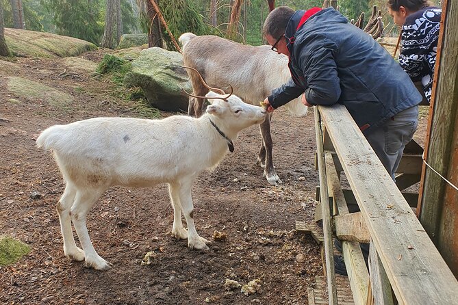 PRIVATE Reindeer Park Adventure by VIP Car - Meeting and Feeding Reindeer
