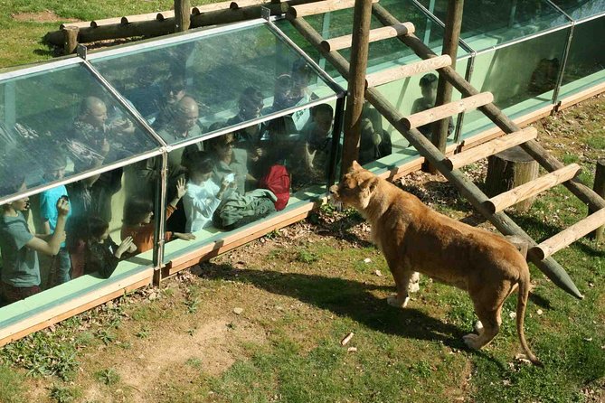 Private Return Transfer Thoiry Zoo Safari From Paris - Experience Highlights
