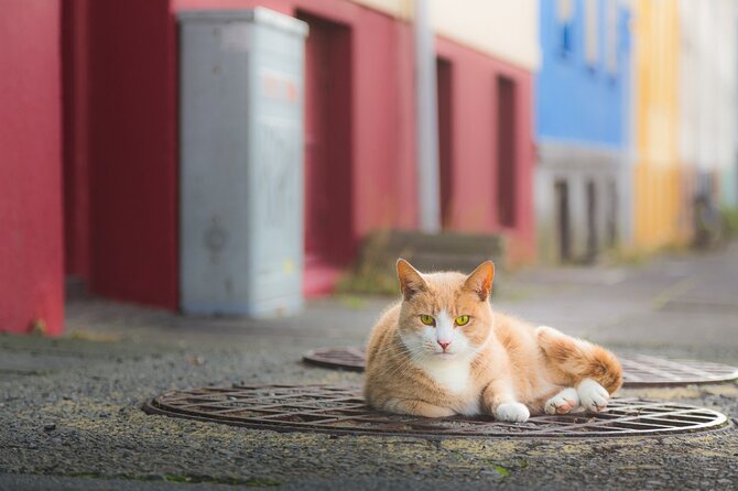 Private Reykjavik Cat Walking Tour - Meeting and Pickup Details