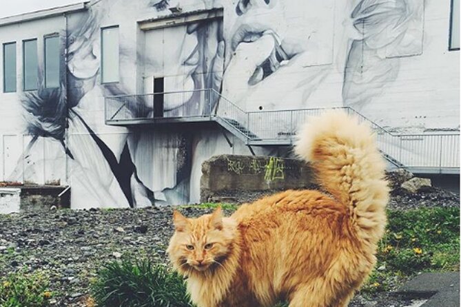 Private Reykjavik Cat Walking Tour - Cat Culture in Reykjavik