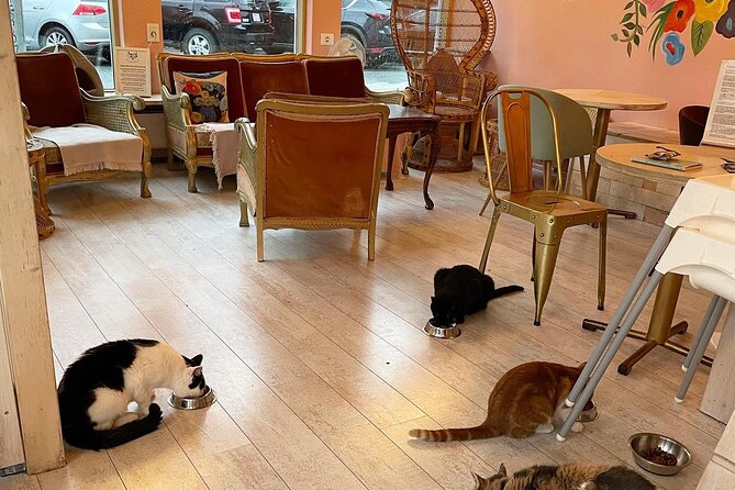 Private Reykjavik Cat Walking Tour - Memorable Moments With Cats
