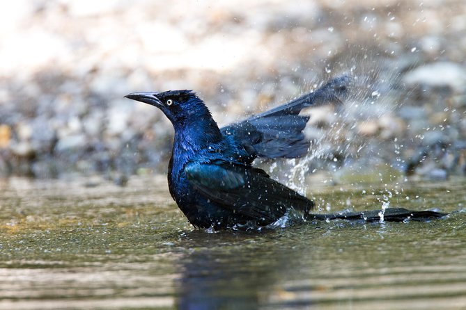 Private Rincón De La Vieja Bird Watching Tour - Key Points