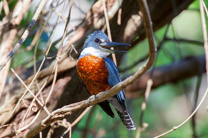 Private Rincón De La Vieja Bird Watching Tour - Birding Experience
