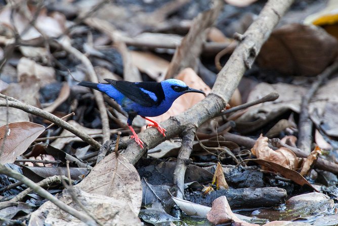 Private Rincón De La Vieja Bird Watching Tour - Reviews and Feedback