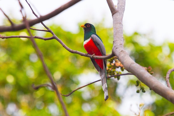 Private Rincón De La Vieja Bird Watching Tour - Explore Rincón De La Vieja