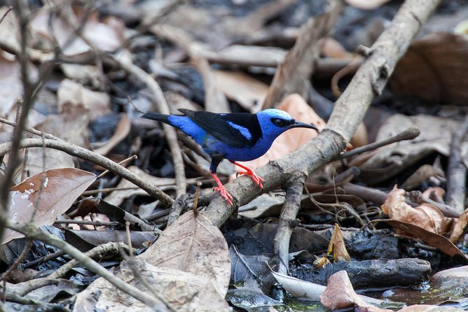 Private Rincón De La Vieja Bird Watching Tour - Knowledgeable Guides