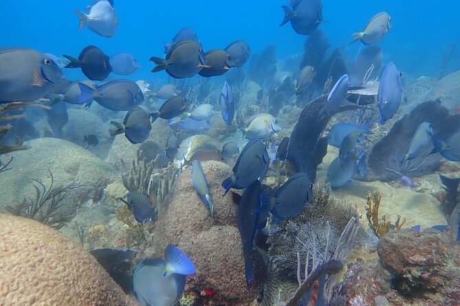 Private Rincon Snorkeling Adventure - Health and Safety Guidelines