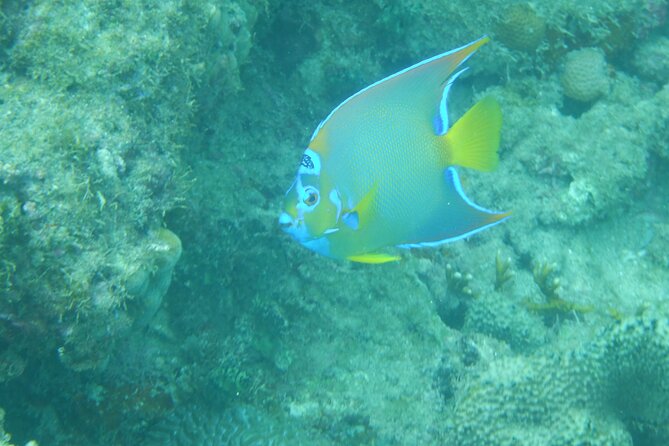 Private Rincon Snorkeling Adventure - Participant Suitability and Accessibility