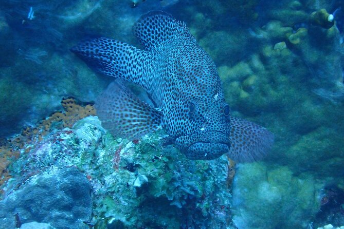 Private Rincon Snorkeling Adventure - Reviews and Traveler Feedback
