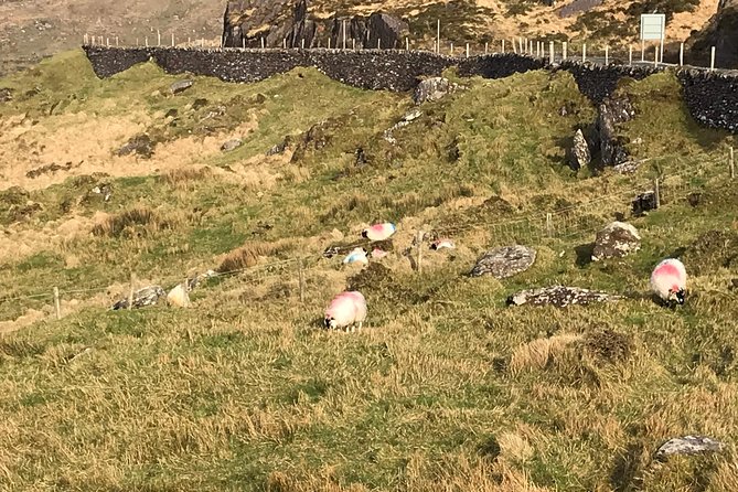 Private Ring of Kerry Luxury Tour With Accredited Guide - Accessible and Private Tour