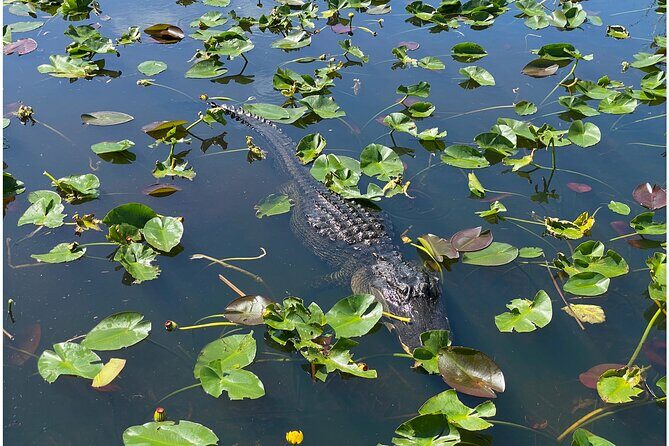 Private River Of Grass Everglades Airboat Adventure - Final Thoughts: Is This Tour Right for You?