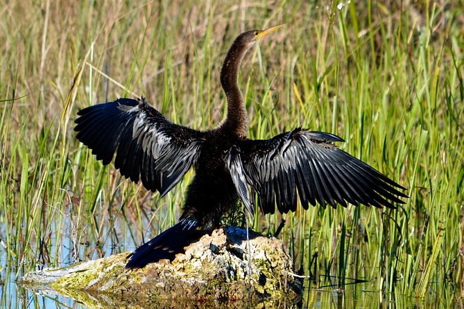 Private River Of Grass Everglades Airboat Adventure - Accessibility Options