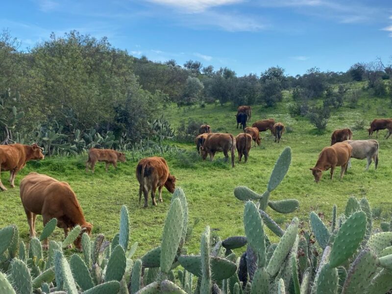 Private Road Trip, Eastern Algarve: History & Magical Nature - Transportation and Accessibility