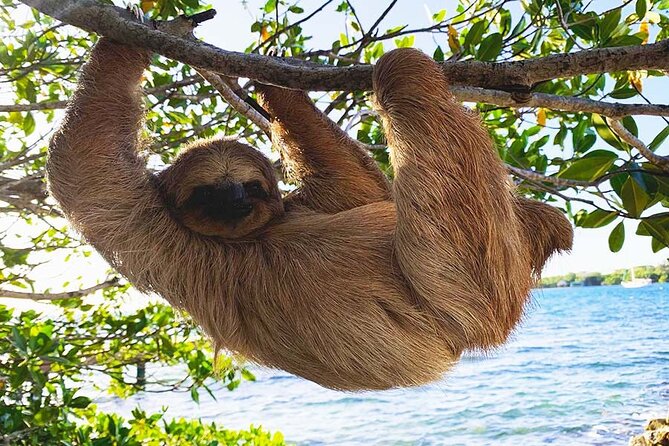 Private Roatan Sloths and Island Tour - Key Points