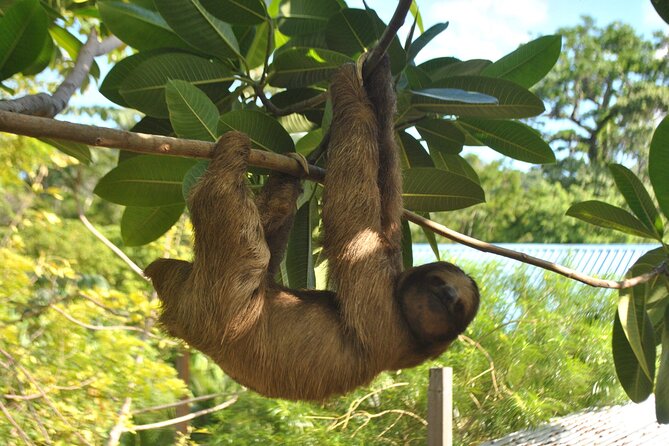Private Roatan Sloths and Island Tour - Chocolate and Culinary Experiences