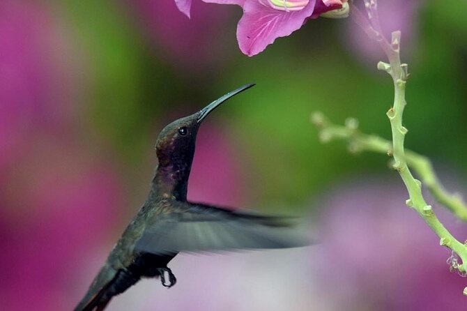 Private Rockland Bird Sanctuary and Shopping Tour With Transport - Booking Your Stay