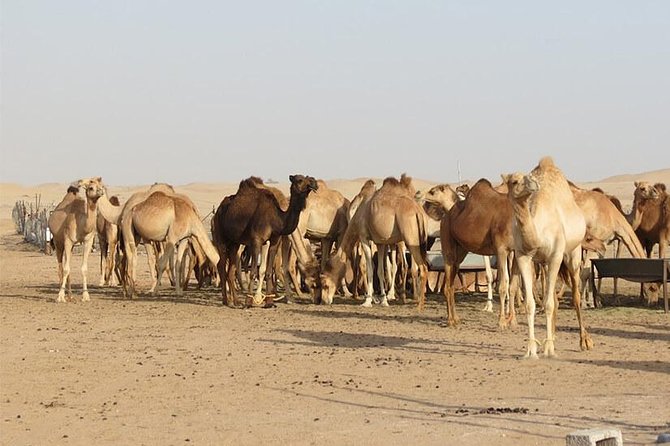 Private Romantic Dinner in Desert Abu Dhabi With Hot BBQ Dinner - Booking Your Experience