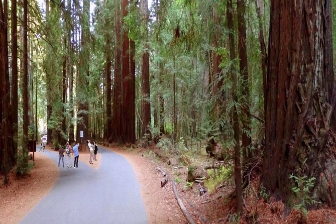 Private Russian River Day Trip From San Francisco: Redwoods and Wine Country - Marveling at the Redwood Forests